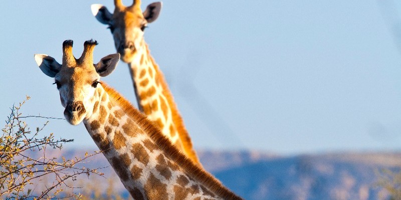 <p>Giraffe</p>